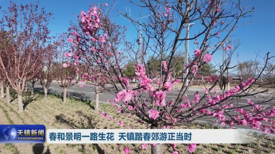 春和景明一路生花 天镇踏春郊游正当时