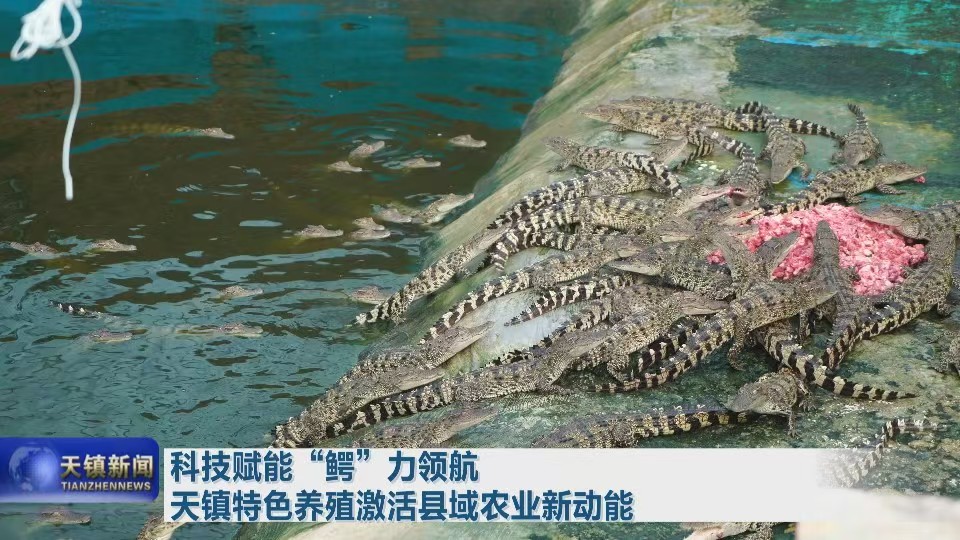 科技赋能“鳄”力领航 天镇特色养殖激活县域农业新动能
