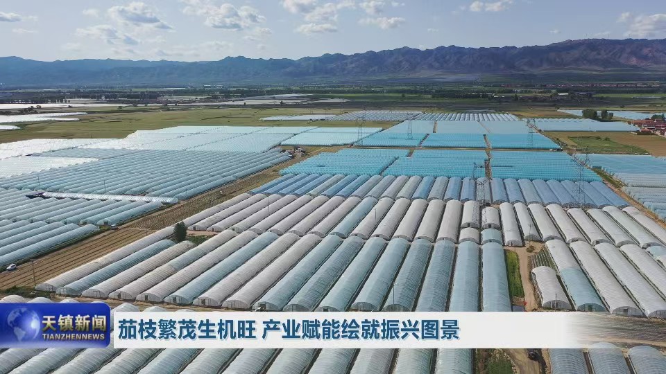 茄枝繁茂生机旺 产业赋能绘就振兴图景
