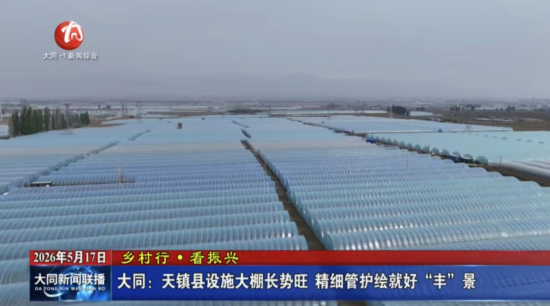 天镇县设施大棚长势旺  精细管护绘就好“丰”景
